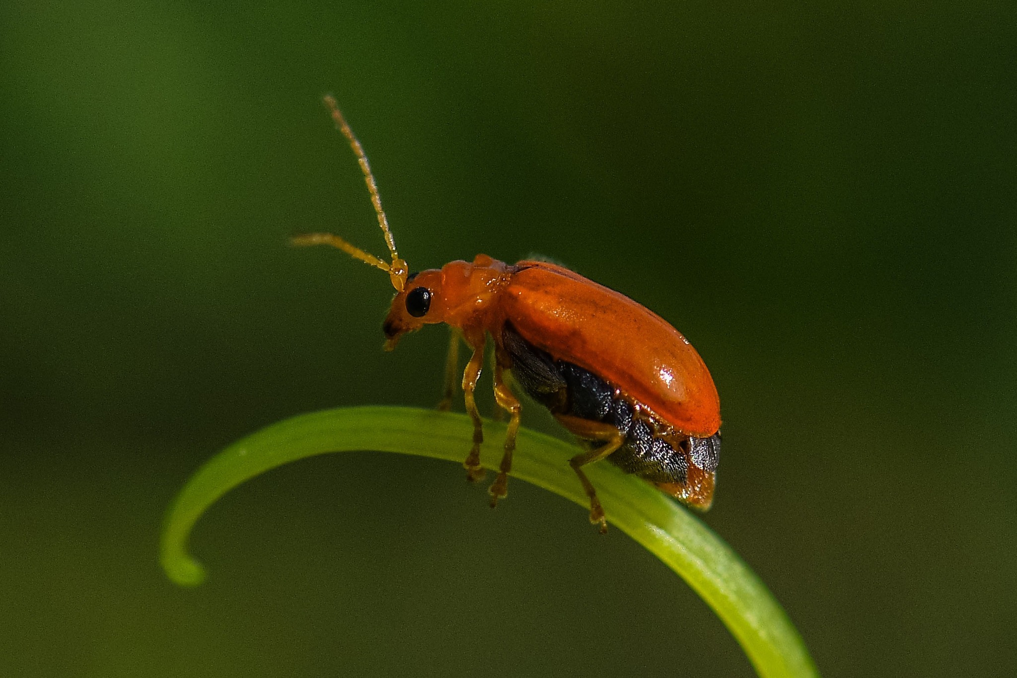 অনিন্দ্য সৃষ্টি