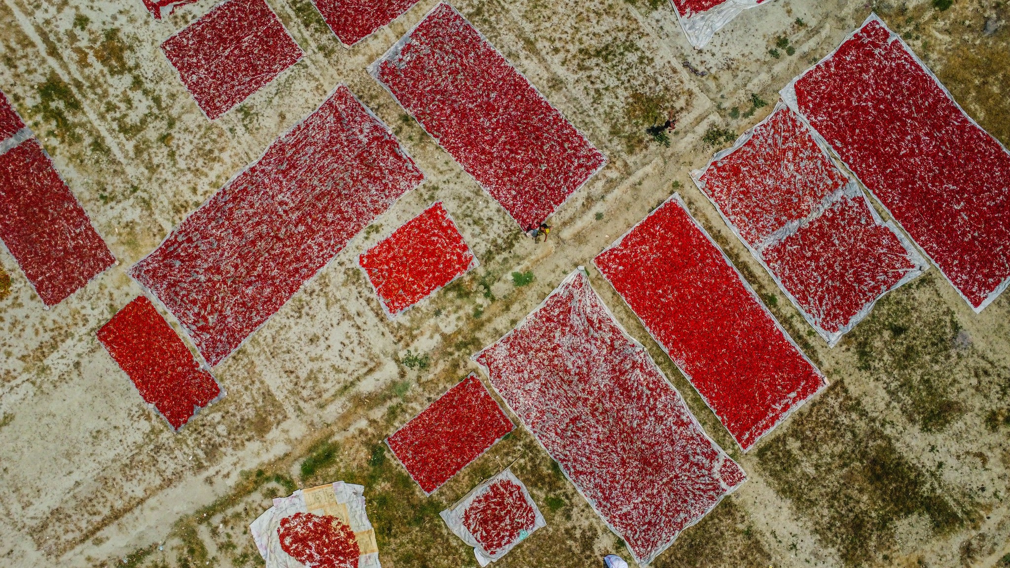 কৃষি দিবানিশি