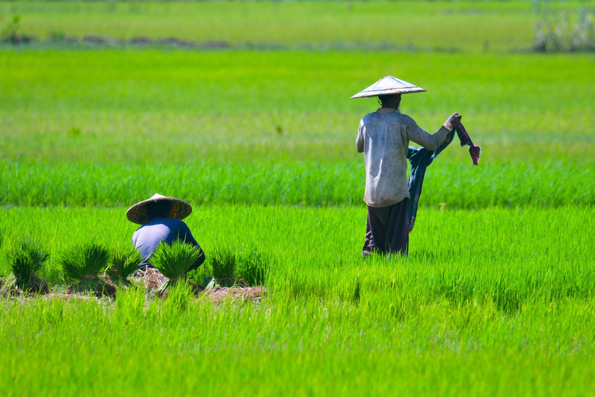 গ্রাম বাংলার রূপ ও প্রাকৃতিক সৌন্দর্য 