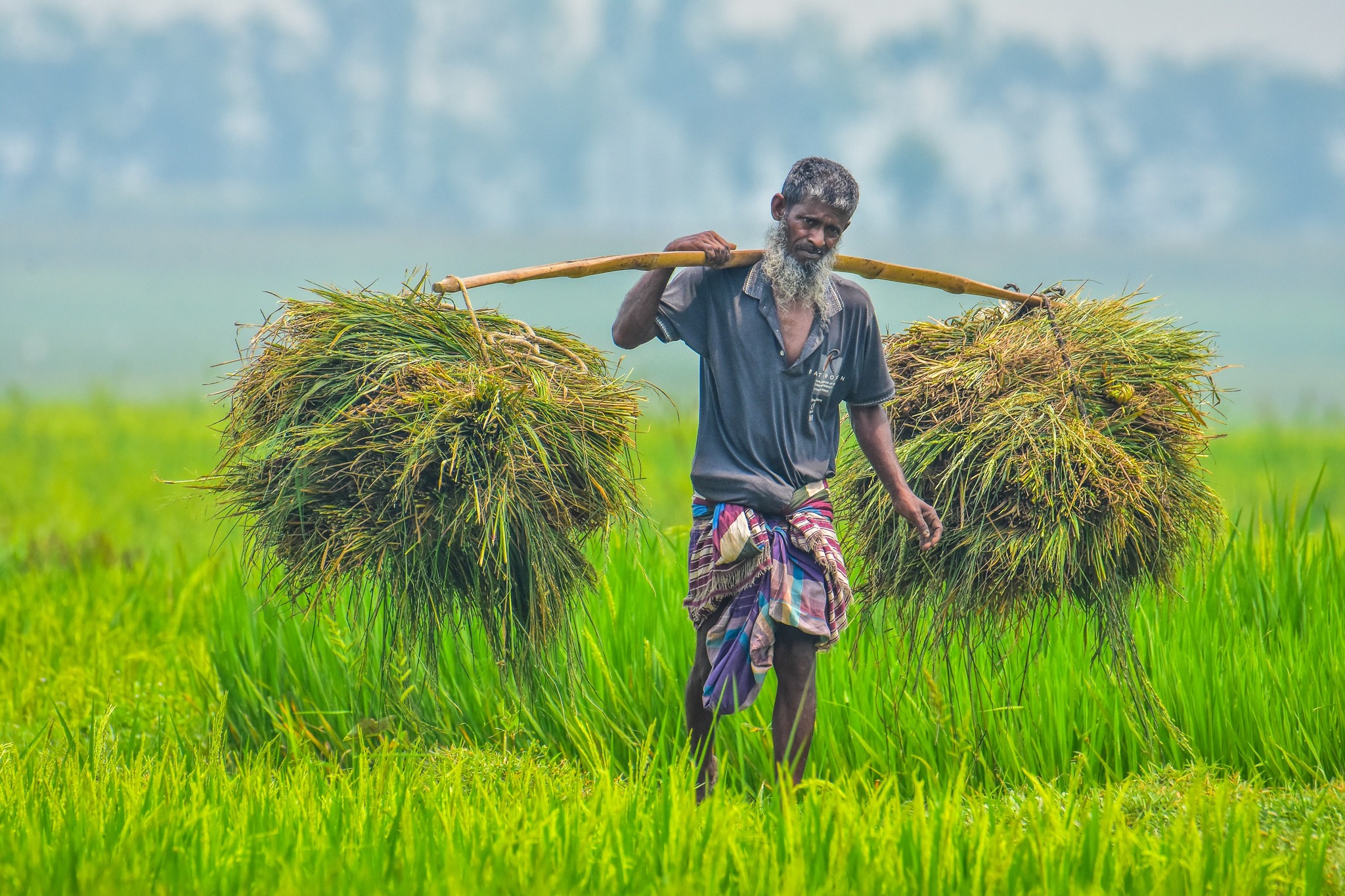 বাংলাদেশ একটি কৃষিপ্রধান দেশ। ধান, গম, পাট, আম ও শাকসবজি এখানকার প্রধান ফসল।