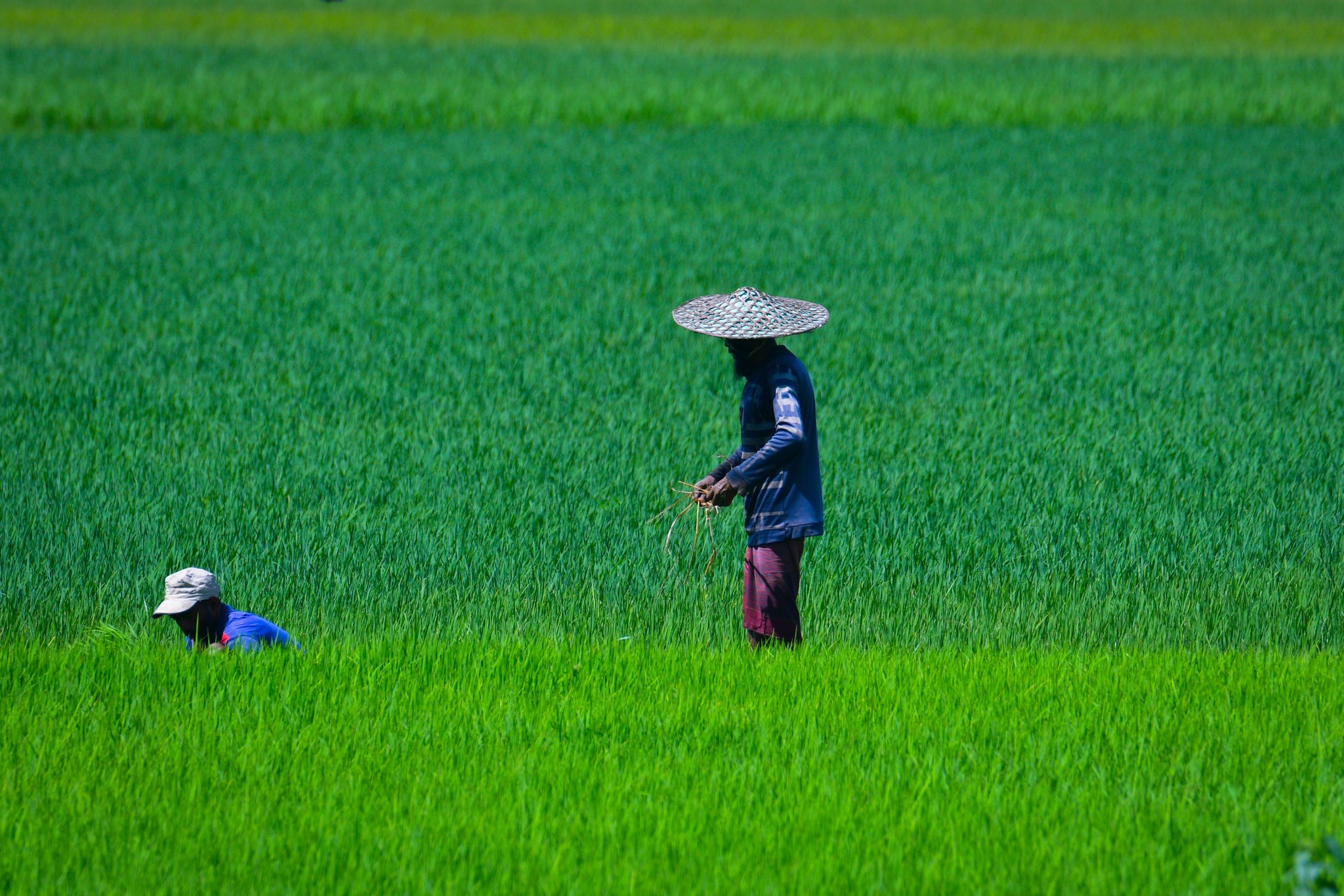 বাংলাদেশ একটি কৃষিপ্রধান দেশ। ধান, গম, পাট, আম ও শাকসবজি এখানকার প্রধান ফসল।