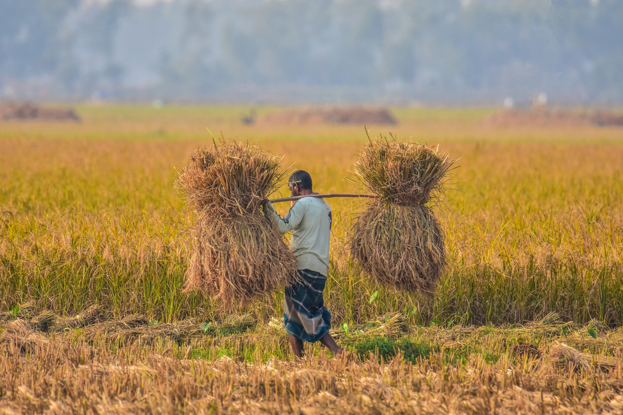 বাংলাদেশ একটি কৃষিপ্রধান দেশ। ধান, গম, পাট, আম ও শাকসবজি এখানকার প্রধান ফসল।