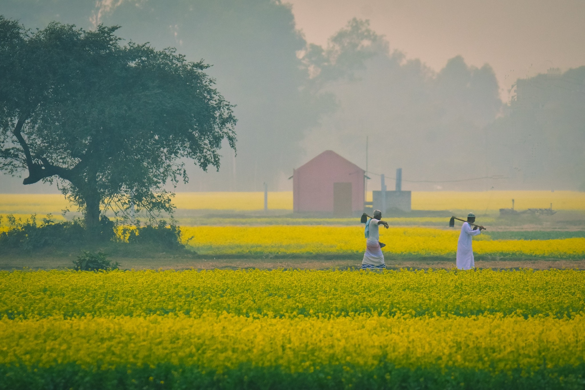 বাংলাদেশ একটি কৃষিপ্রধান দেশ। ধান, গম, পাট, আম ও শাকসবজি এখানকার প্রধান ফসল।