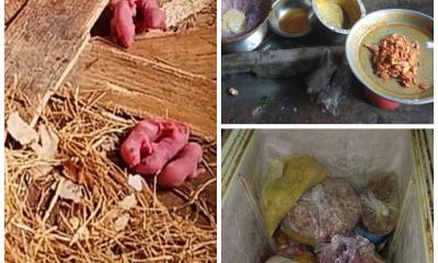 গবি ক্যান্টিনে অস্বাস্থ্যকর পরিবেশ: অভিযানে মিললো ইঁদুর ও বাসি খাবার