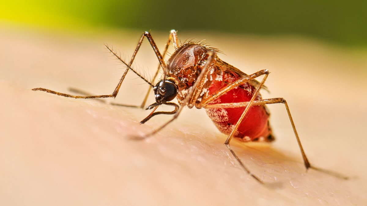 ছড়িয়ে পড়ছে ডেঙ্গু, বাঁচবেন যেভাবে